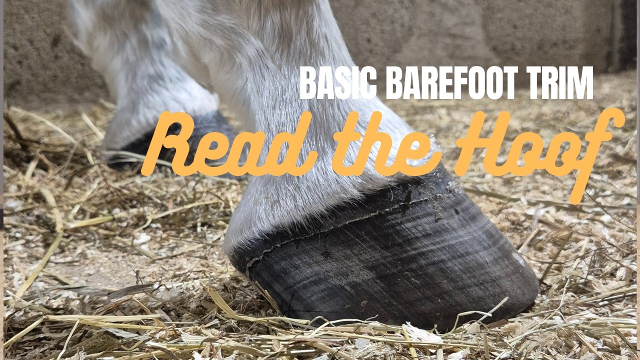 BASIC BAREFOOT TRIM AND HOW TO READ THE HOOF