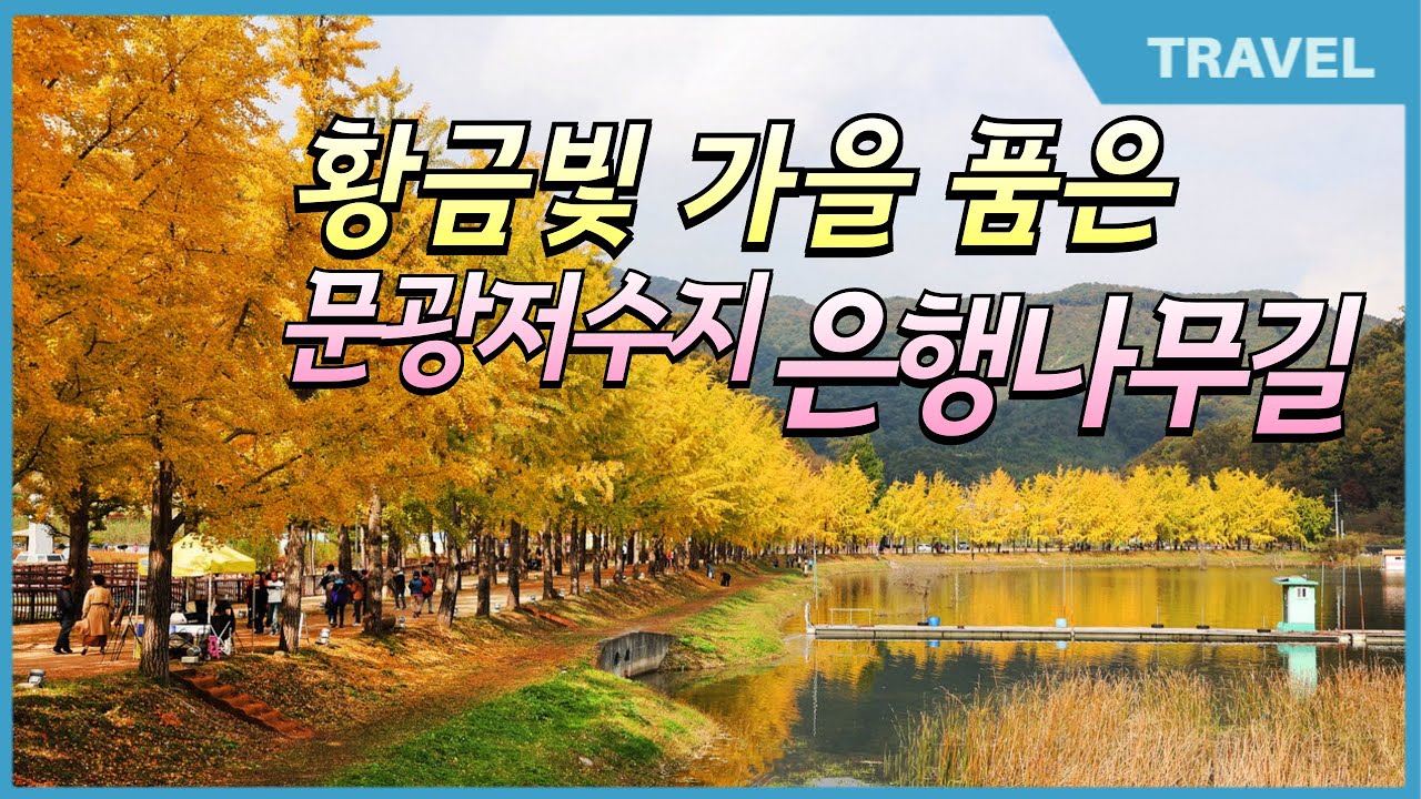 2024년 한국관광공사가 선정한 황금빛 가을 품은 괴산 문광저수지 은행나무길 절정 #문광저수지 #문광저수지단풍나무길 #충북가볼만한곳 이번주가 절정입니다.