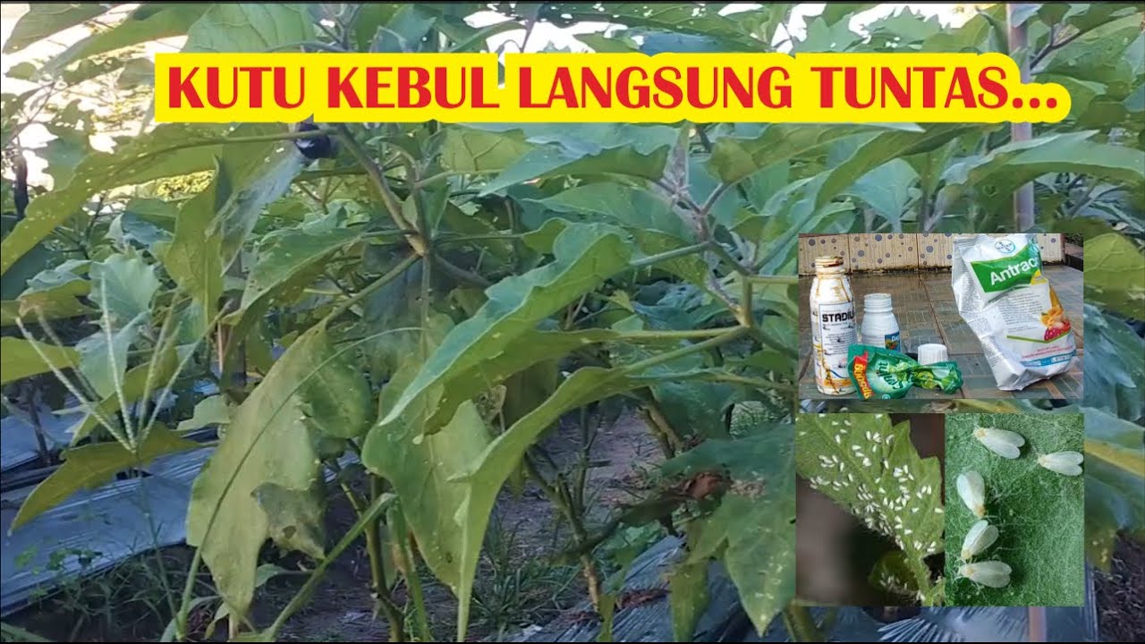 CARA MENANGGULANGI HAMA KUTU KEBUL PADA TANAMAN TERONG UNGU || DI LAHAN PASIR