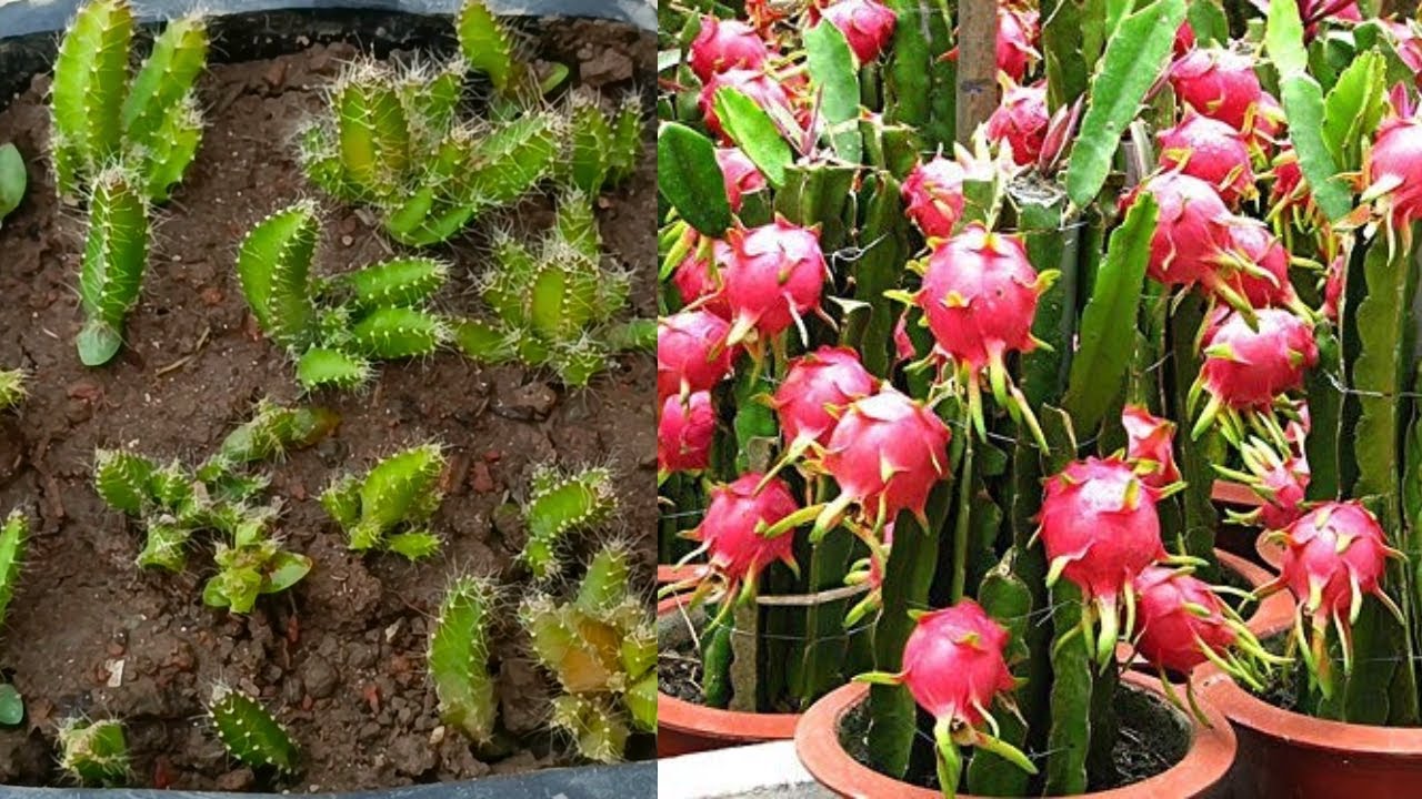 Grow dragon tree from seeds | grow dragon fruit at home