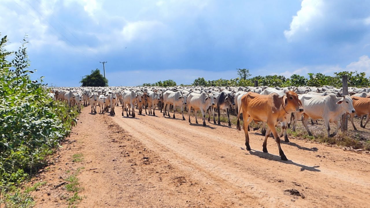 Hundreds of cows are traveling on a road that has many forested and mountainous paths.