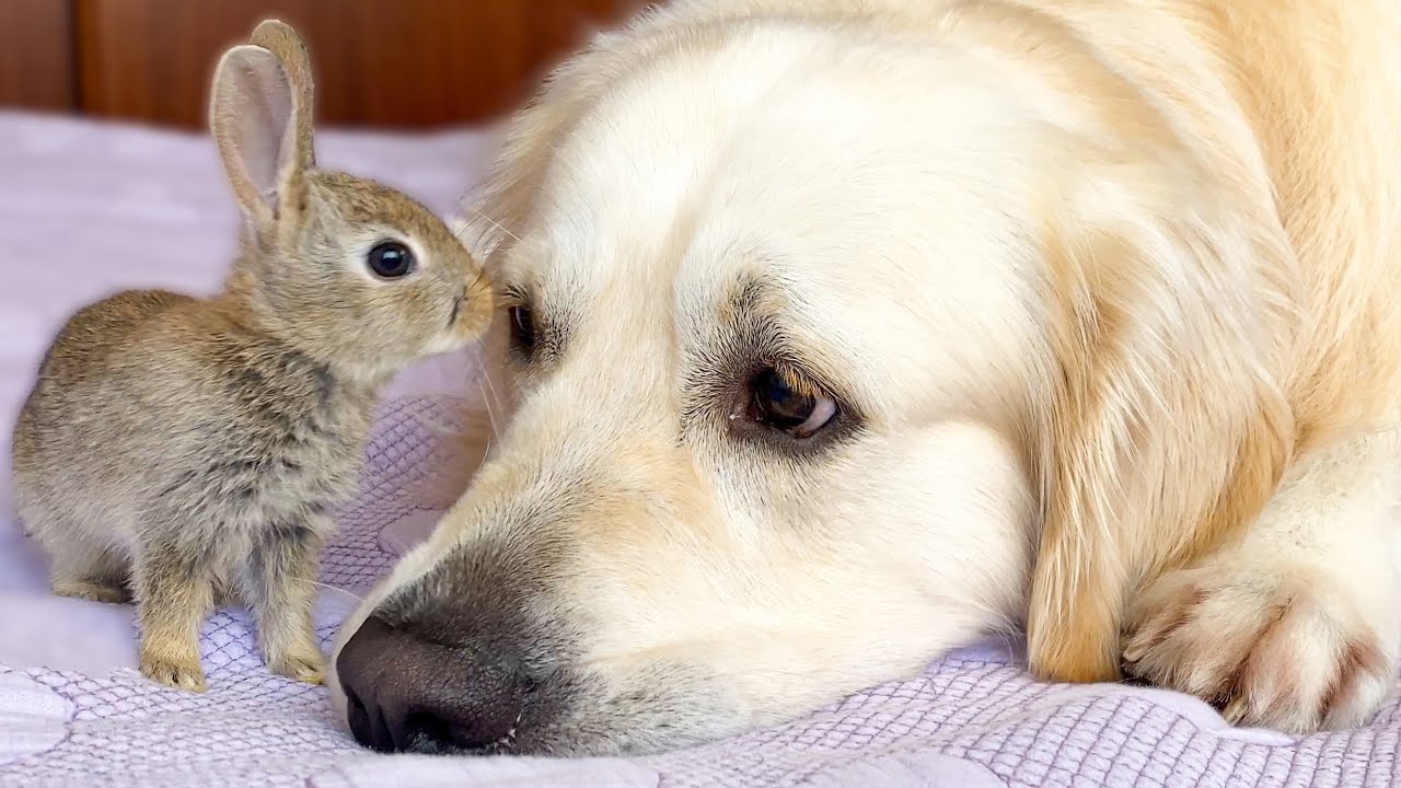 Cute Baby Bunnies think the Golden Retriever is their Mother part 2