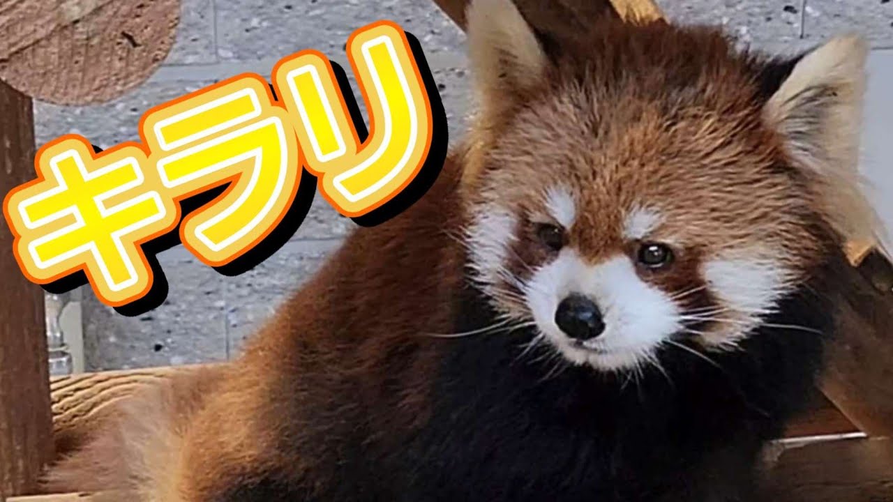 【レッサーパンダの脱走が心配な西山動物園】～Nishiyama Zoo red pandas～