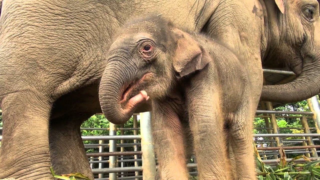 Yin Dee the baby elephant