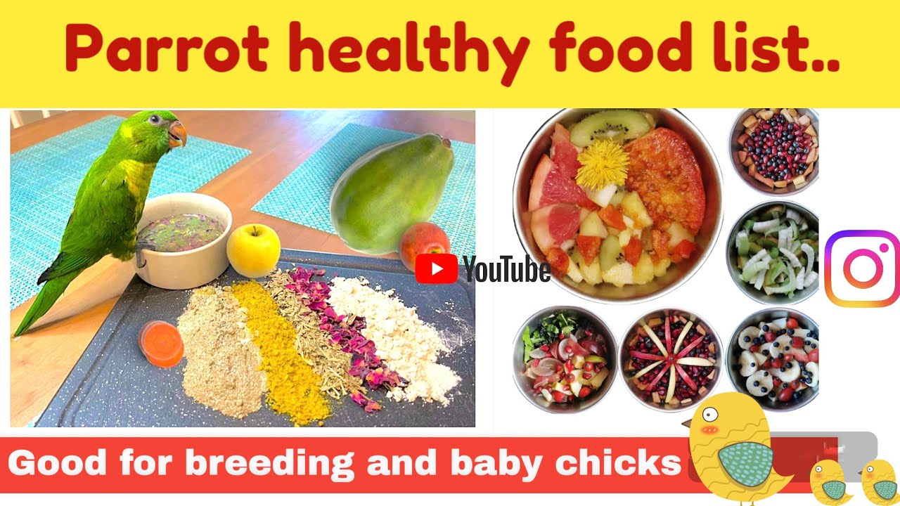 Parrot Food List | Birds Breeding Super Food  | #babyparrot #parrotfood#conure