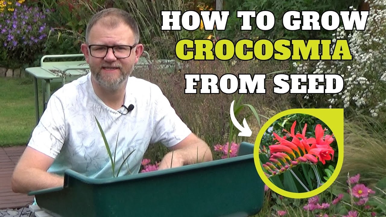 How to Grow Crocosmia from Seed | Growing Crocosmia 'Lucifer' | Seeds to Sow in Late Summer/Autumn