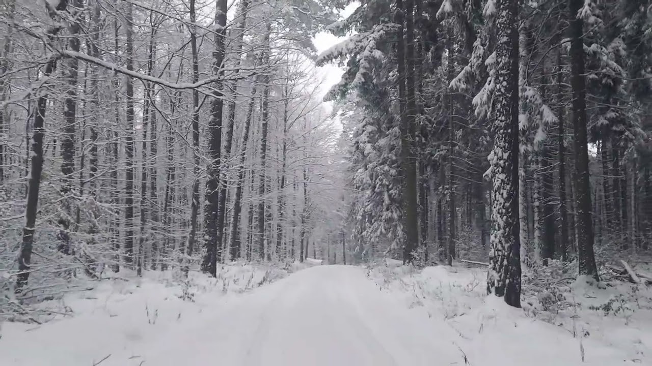 4K Winter Forest Walk—Snowfall Footsteps Sounds