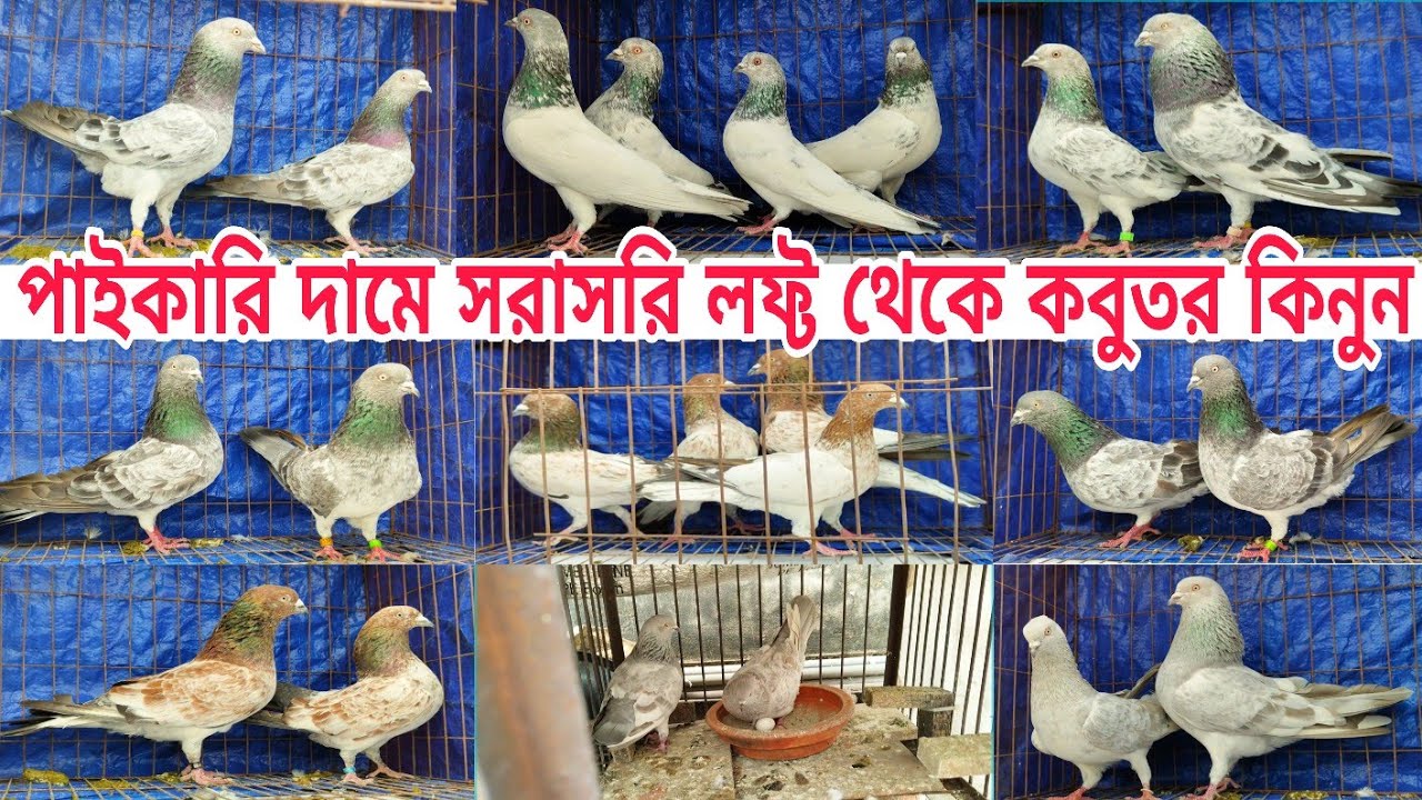 সরাসরি লফ্ট থেকে পাইকারি দামে কবুতর কিনুন সিলভার ও উড়ানো কবুতর Gribaz kobutor #pigeon sshorts #birds