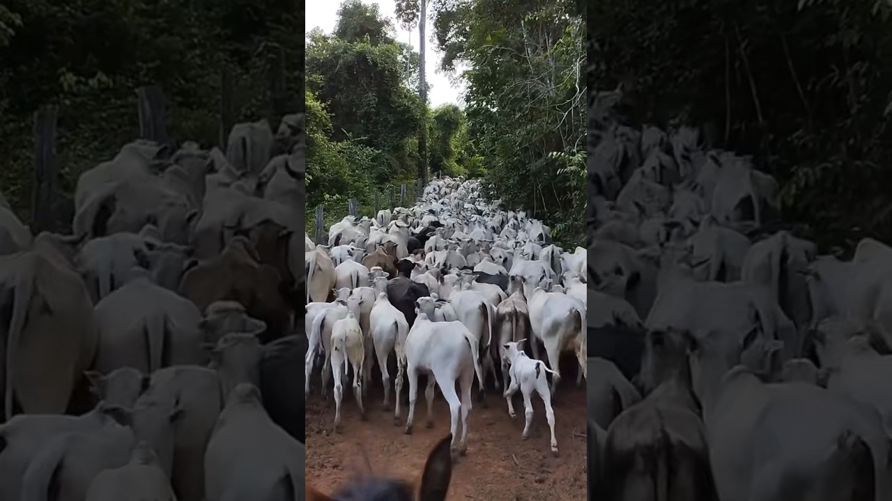 Boiada no estrad&atilde;o!🐂🐄🐄🐄🏇🏻🏇🏻❤️🏡😇🙏🏻👏🏻🤩🥰🫶🇧🇷