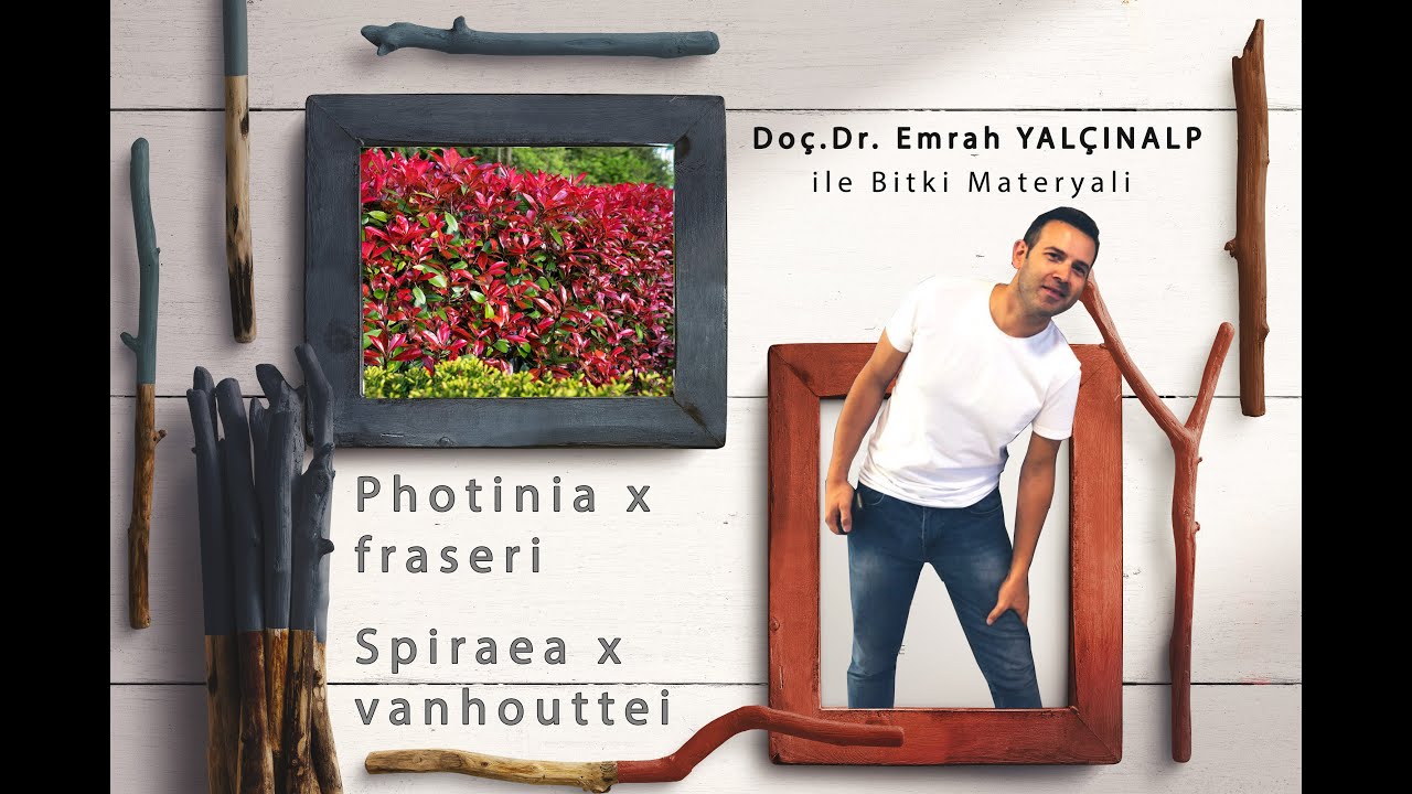 Peyzaj Mim. Bitki Mat. II - Photinia x fraseri (Alev çalısı) ve Spirea x vanhouttei
