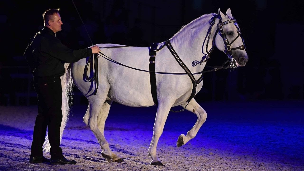 Večerní koňská ABBA galashow - výstava Kůň 2021 v Lysé nad Labem