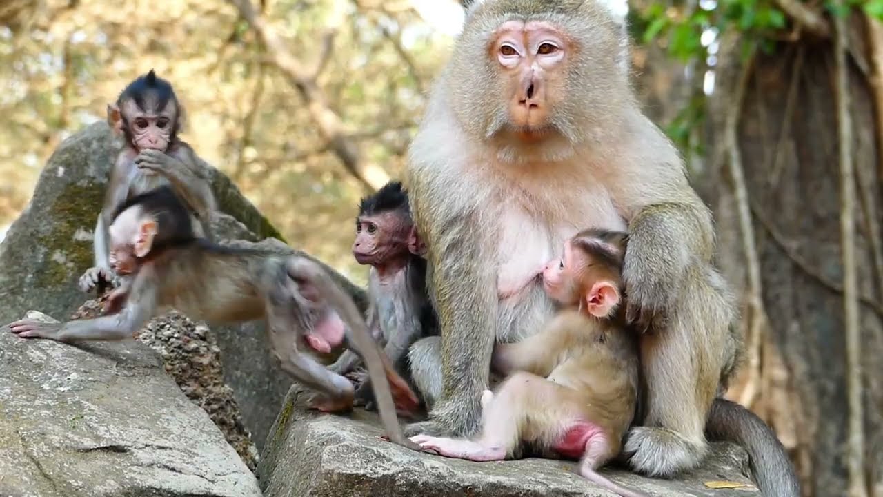 Brianna monkey , She take care of baby, in style of monkey action