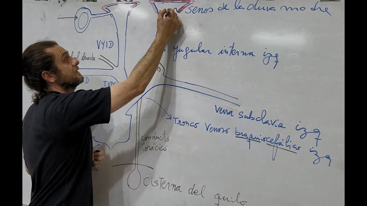 Desagüe de líquidos hacia la sangre venosa