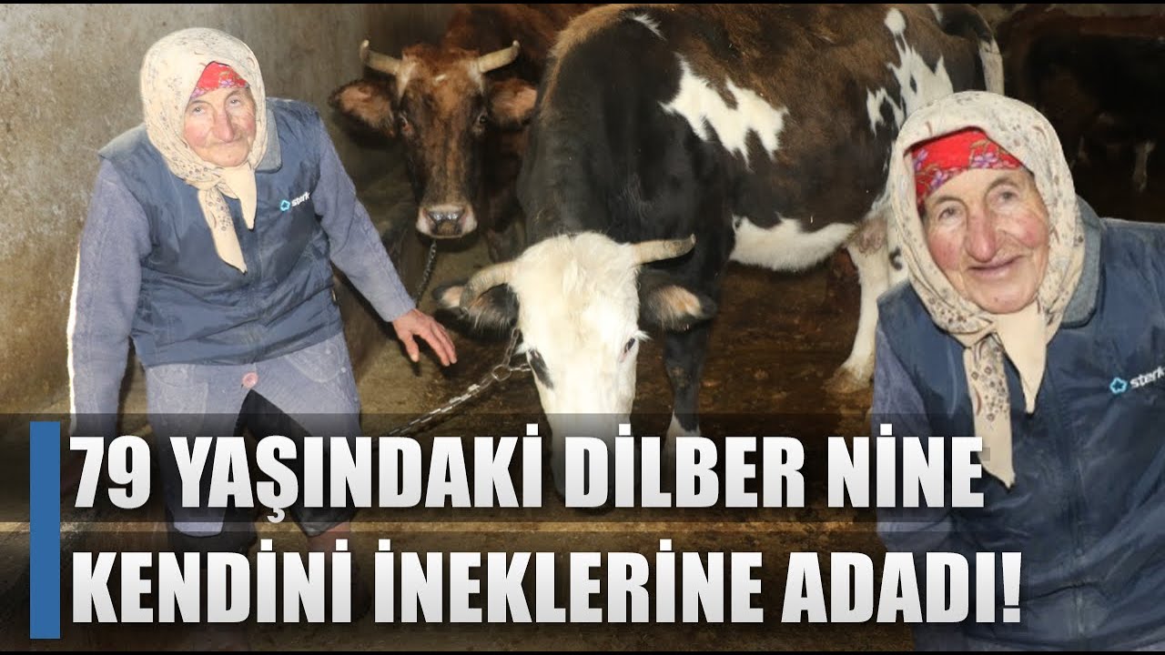 79 Yaşında Dilber Ninenin Hayvancılık Aşkı! Her Gün 20 İnek Besliyor Süt Sağıyor / AGRO TV HABER