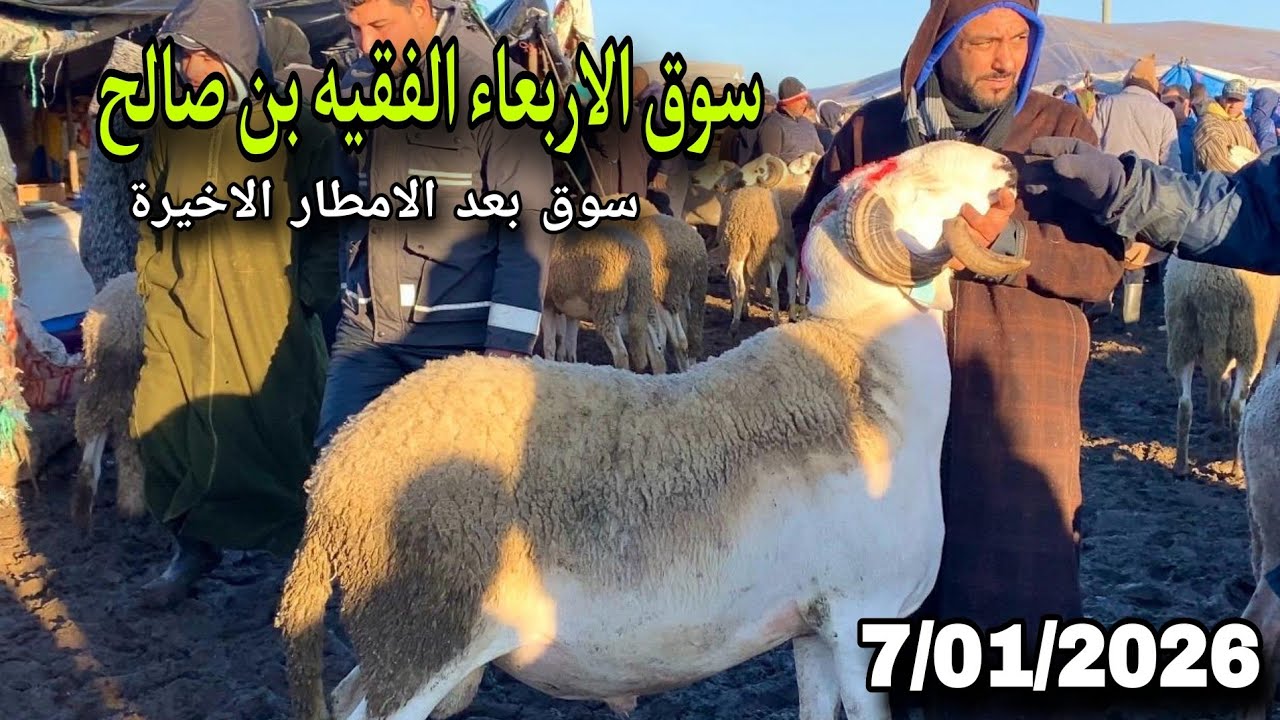 مباشرة من سوق الاربعاء الفقيه بن صالح 7/01/2026 مع تمن الحولي و النعجة و حولية 🐑🐑🇲🇦