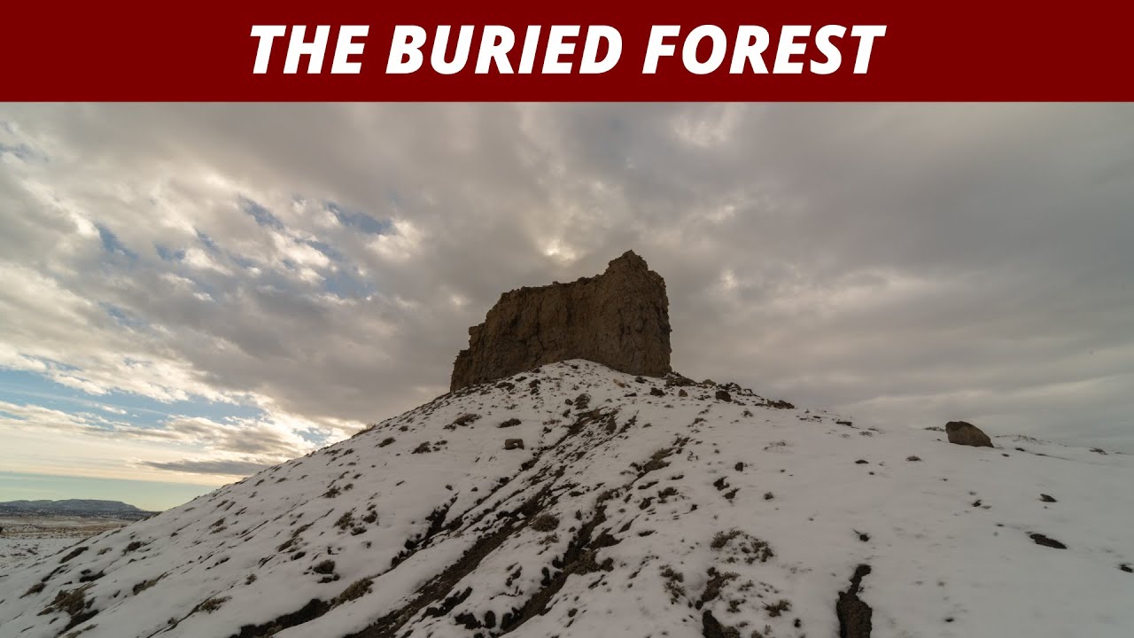 Mounds Reef near the Buried Forest: Marine Fossil Hunt - Dec 29, 2024