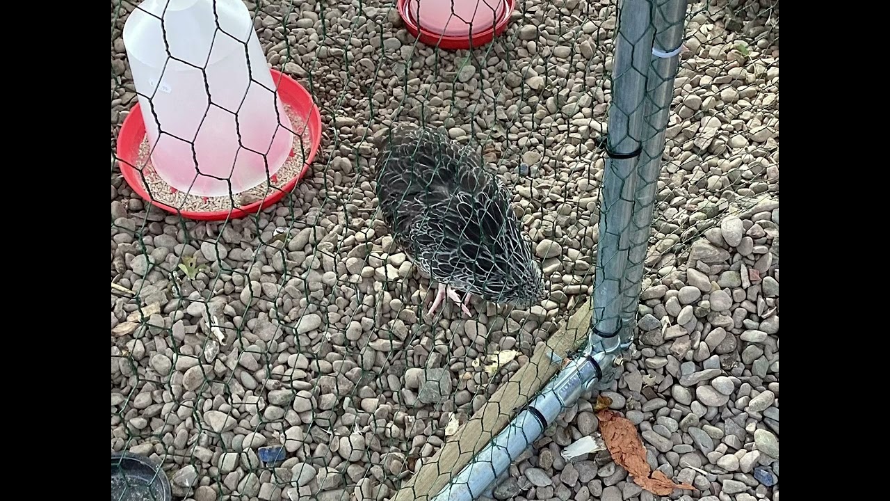 Last video with Chickadee Mocka and Starlight in it