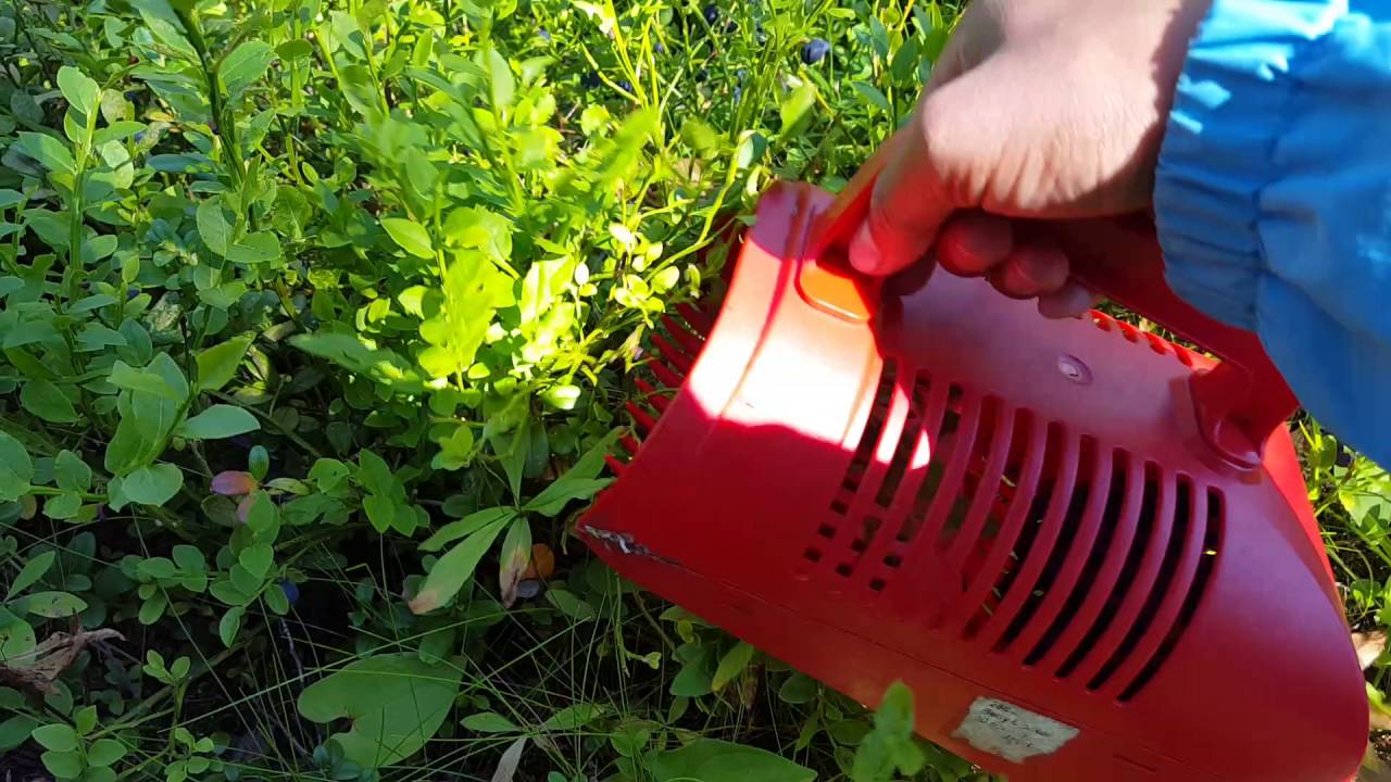 อิสานในต่างแดน เก็บผลไม้ป่า ที่ฟินแลนด์