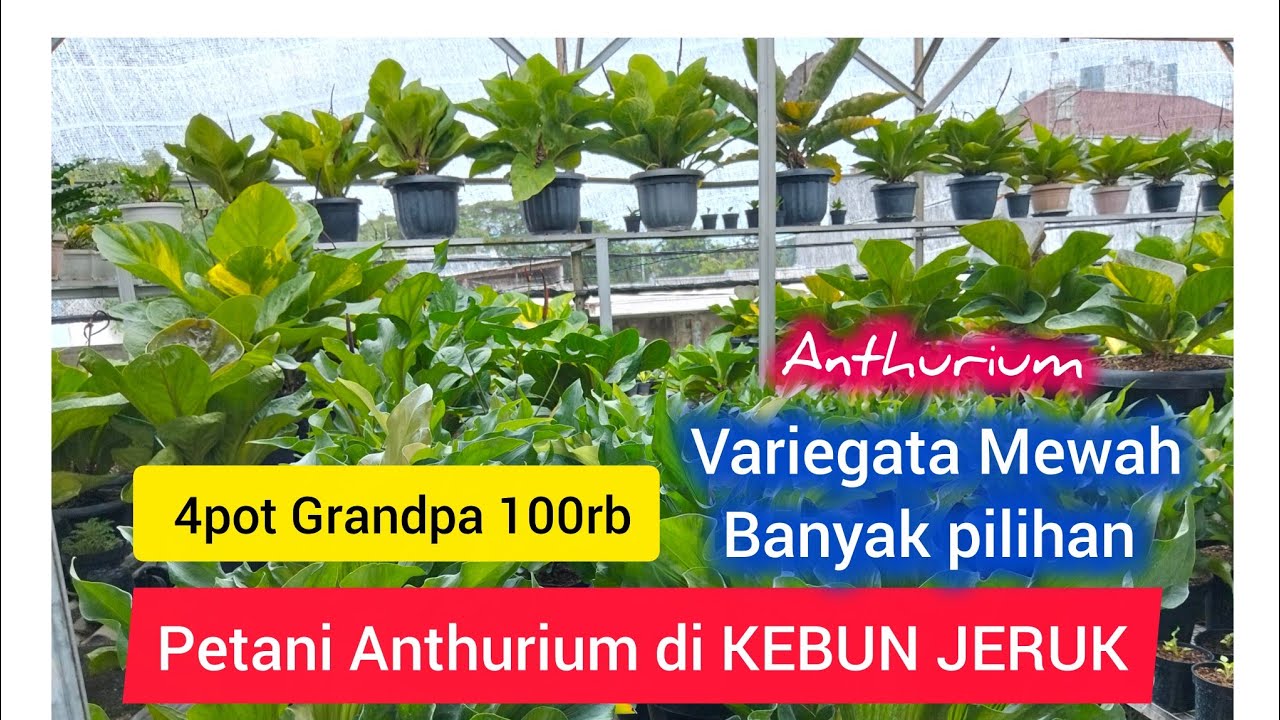 Liputan perdana dipetani Anthurium Jakarta Barat 