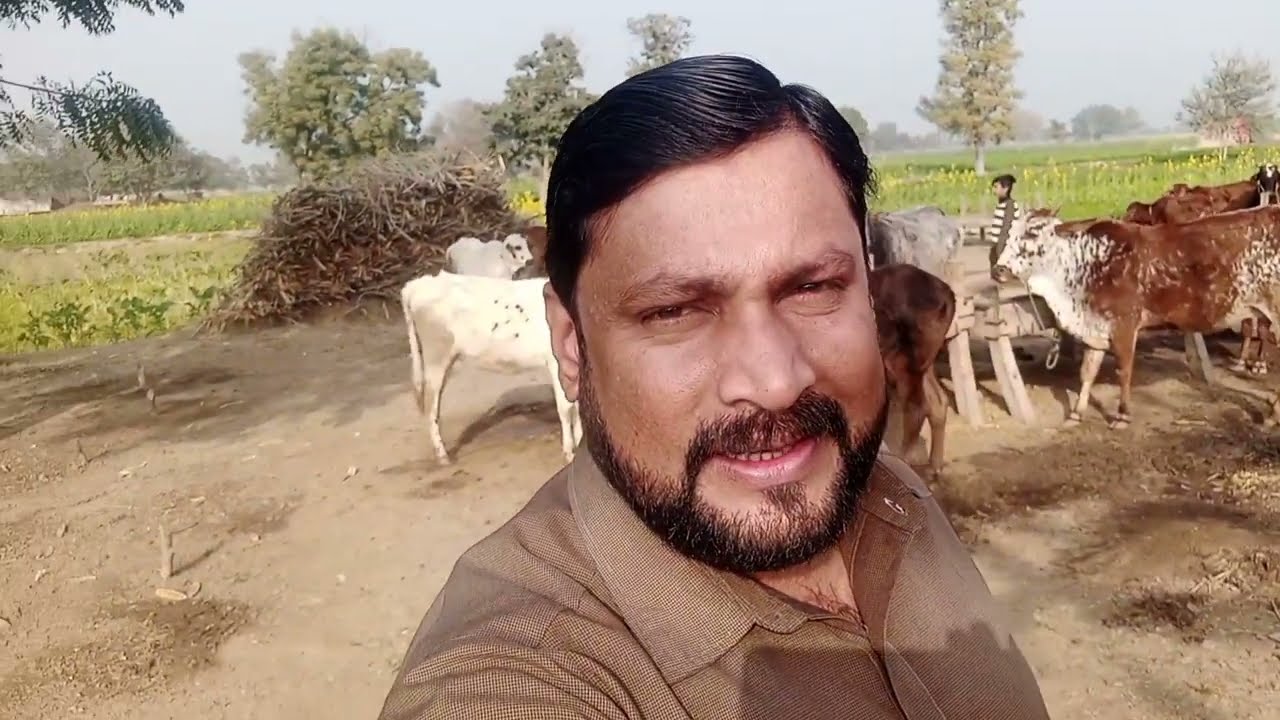 Cholistani Desi Gaaye in Pakistan || Desi Mix Gaye with Cow Baby