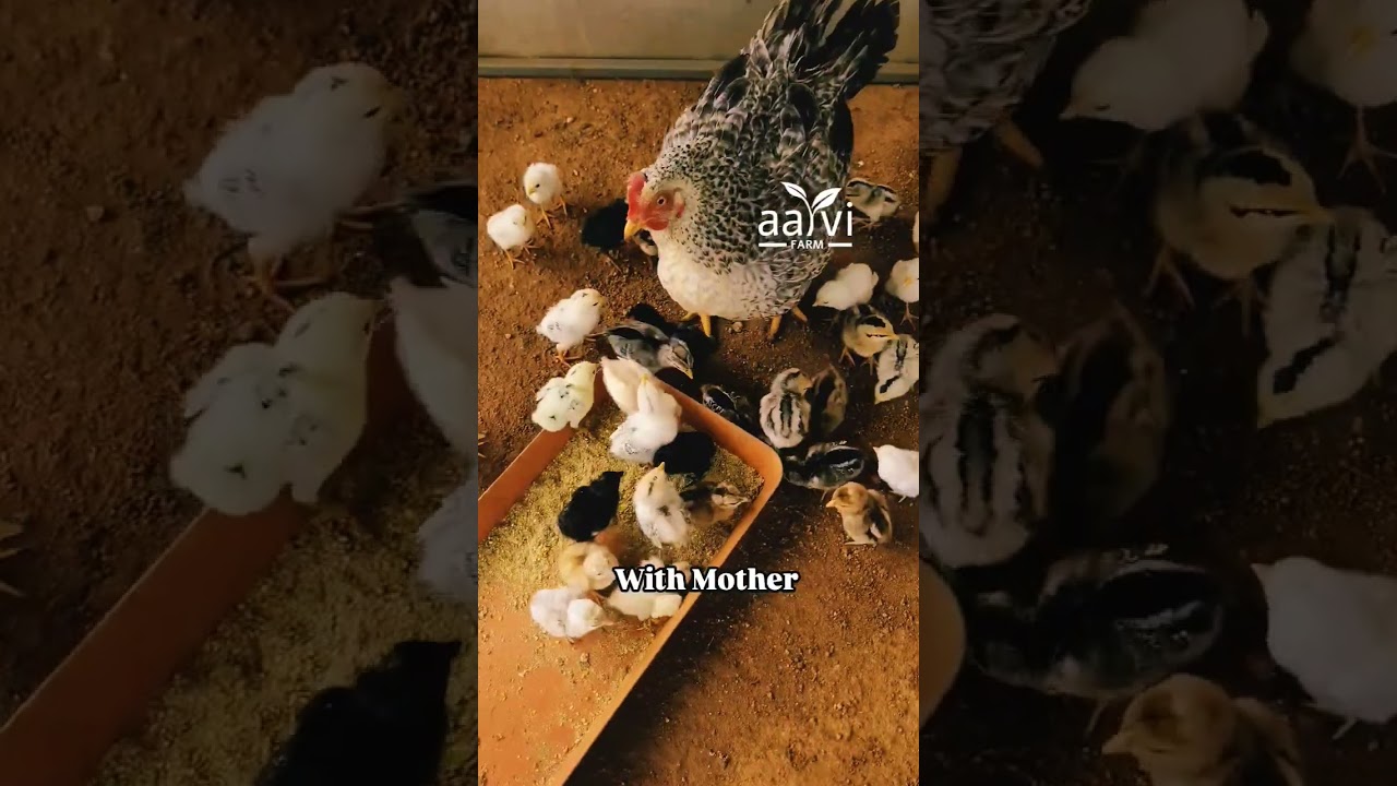 Chicks With and Without Mother Hen | Pure Country Chicken Farming | Desi Chicks | Natukodi Farm