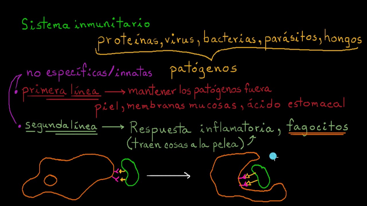 Papel de los fagocitos en la inmunidad innata o no específica | Khan Academy en Español