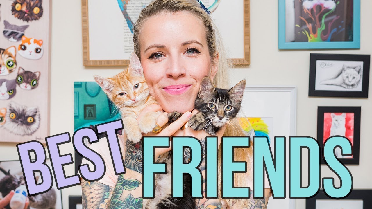 Two Orphan Kittens Become Best Friends