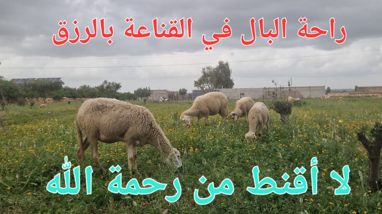 الحلقة 783.🌱 قنع برزقك و غترتاح و خذم بالنية و غتنجح ،وعد مني لك 