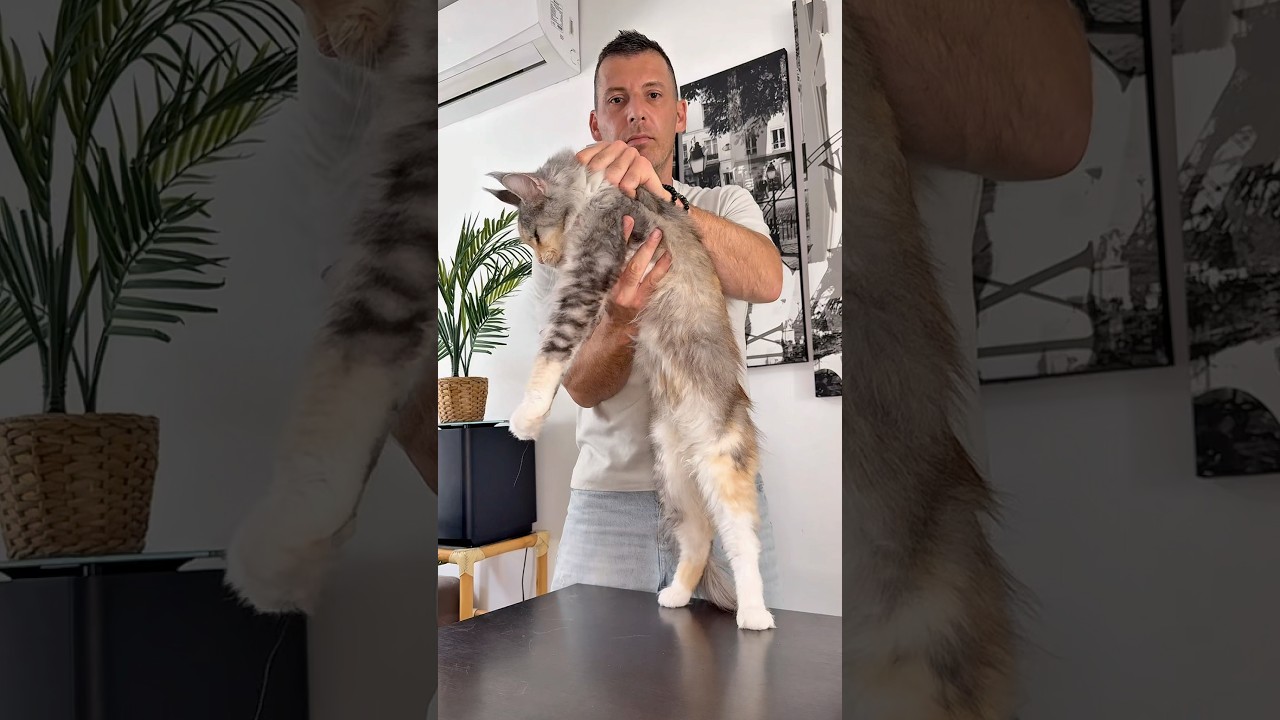 Comment porter correctement son chat #cat #pets #animals #mainecoon #chat #conseils