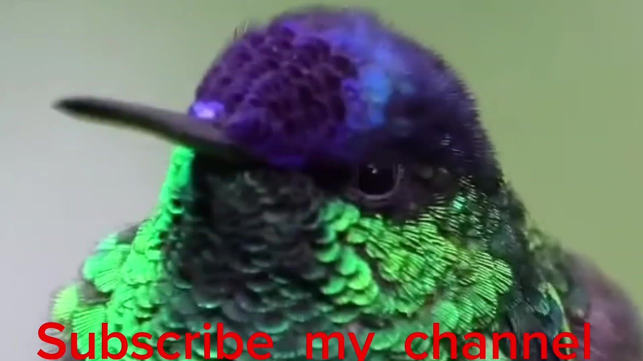 Sparkling Violetear Sound