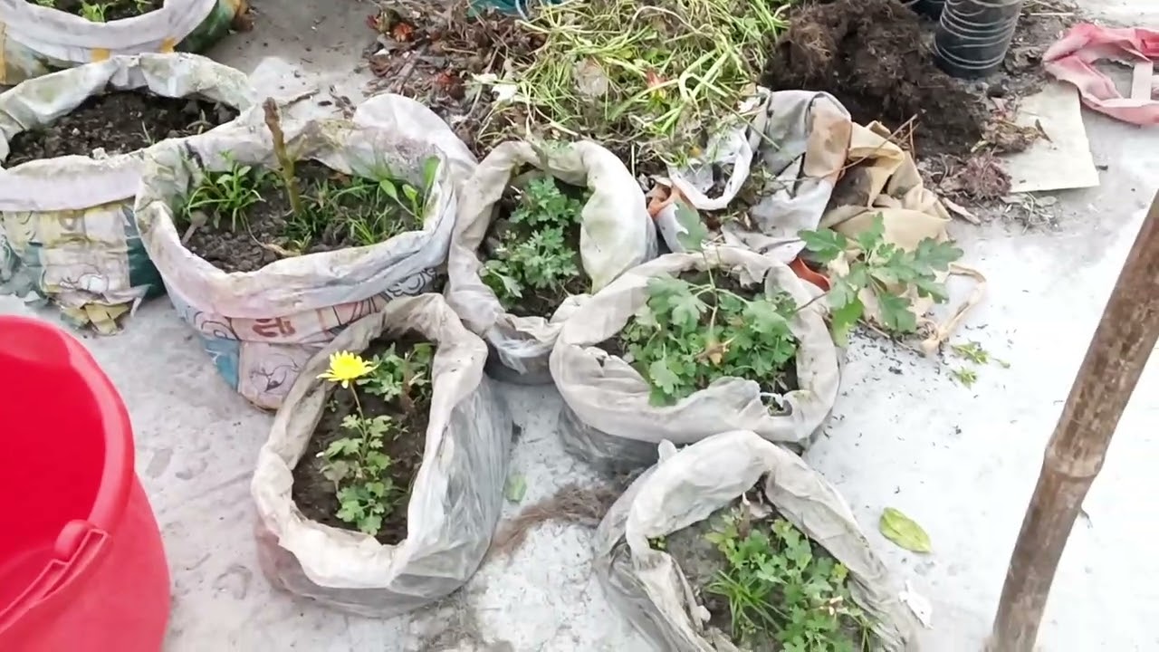 ব্যানানা মরিচের বীজ সংগ্রহ৷ করলাম,ছাদবাগানে কাজ চলছে অনেক ||#roofgarden #এসোবাগানকরি 