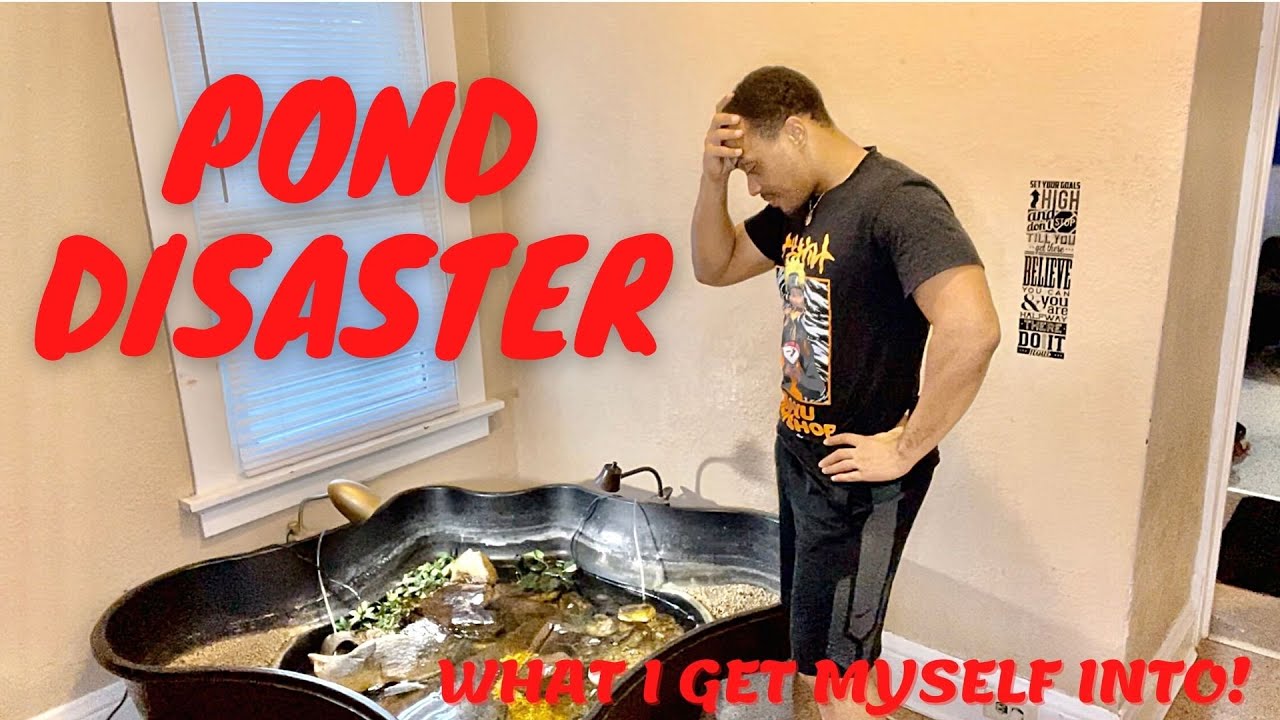Indoor Pond Part 1 | Big Disaster, Removed Rock & Oscar Fish + South American Cichlids