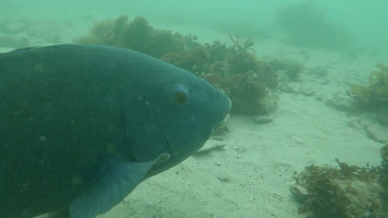 The Shelly Blue Grouper