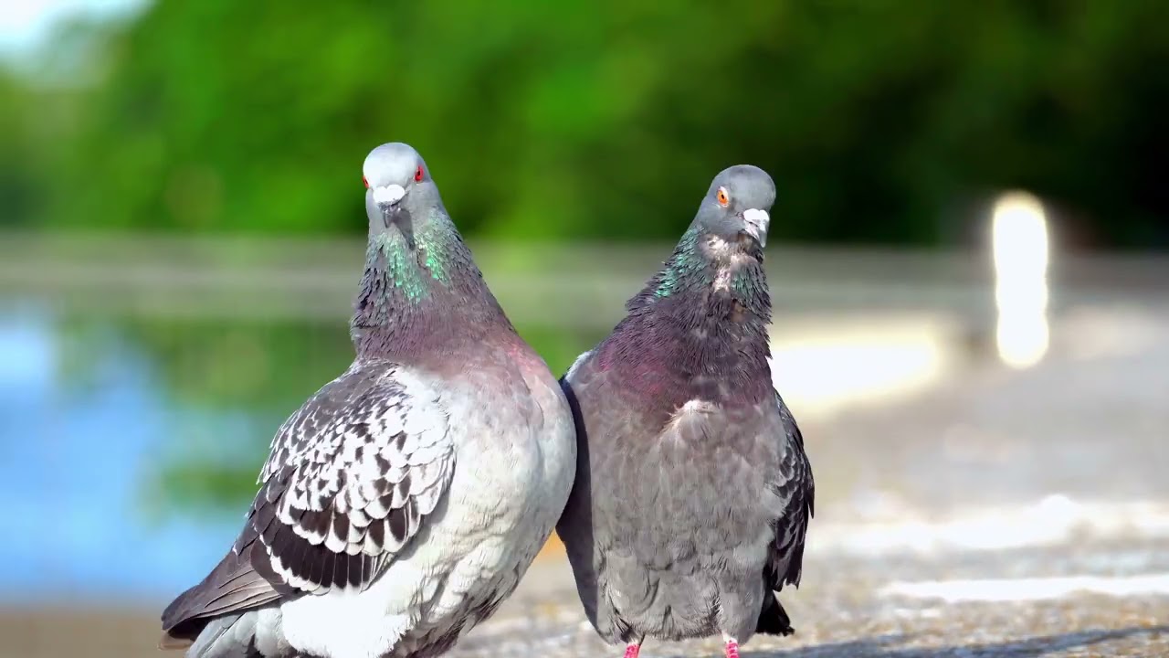 Pigeon Play Pals/Cadlma #pigeon #pigeonlover #birds #animals #relaxingscenery #relax #relaxing