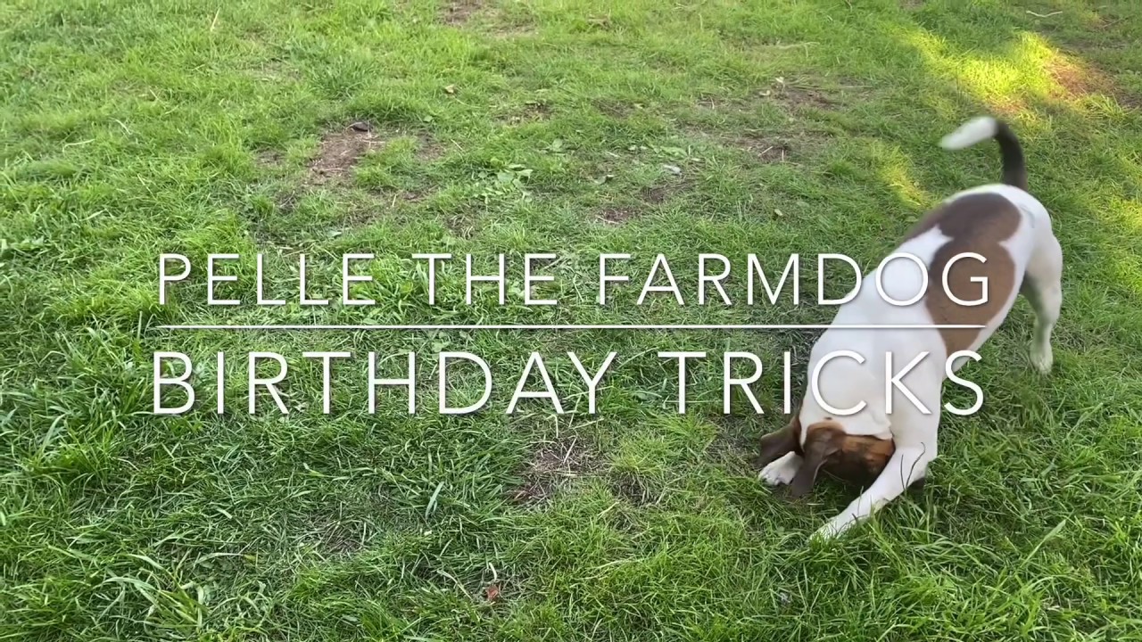 Dog tricks by Pelle for his 2nd birthday