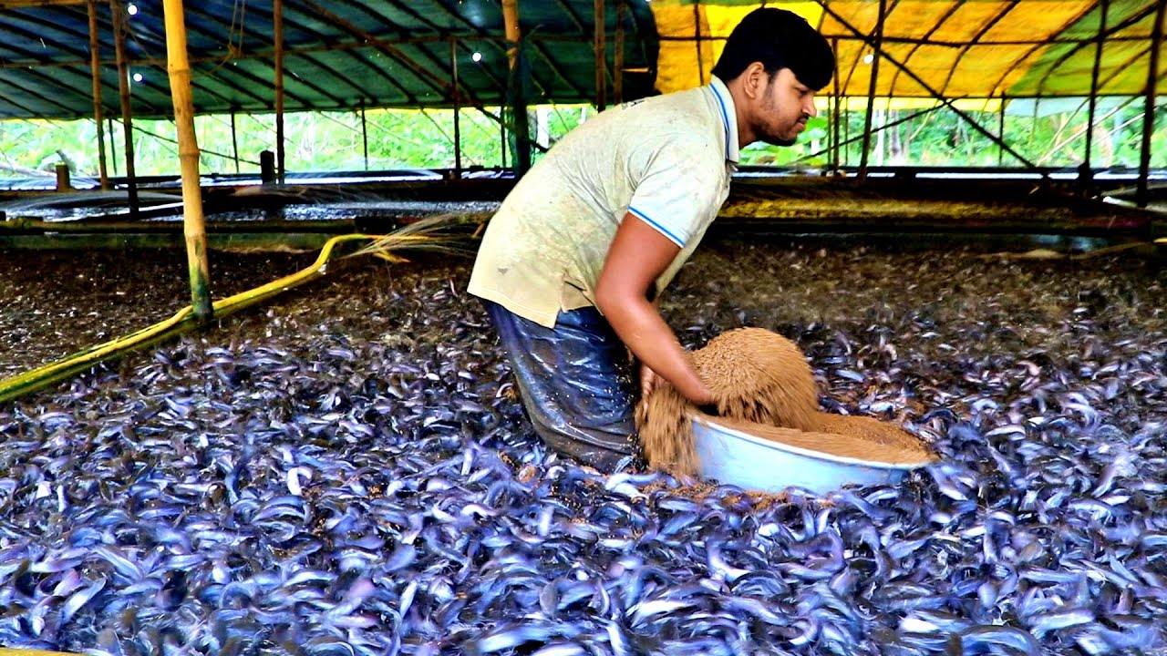 Catfish Farming Business In Asia || Catfish farming in Indonesia