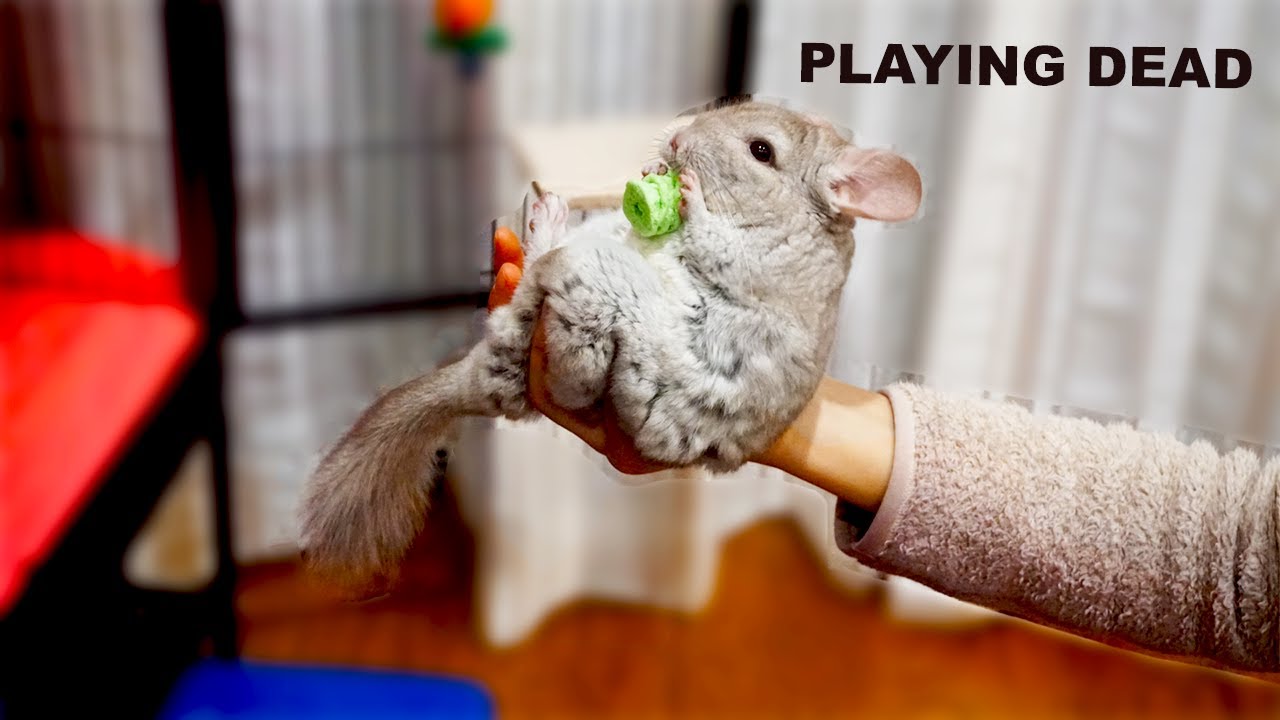 I taught my chinchilla a NEW TRICK (playing dead)