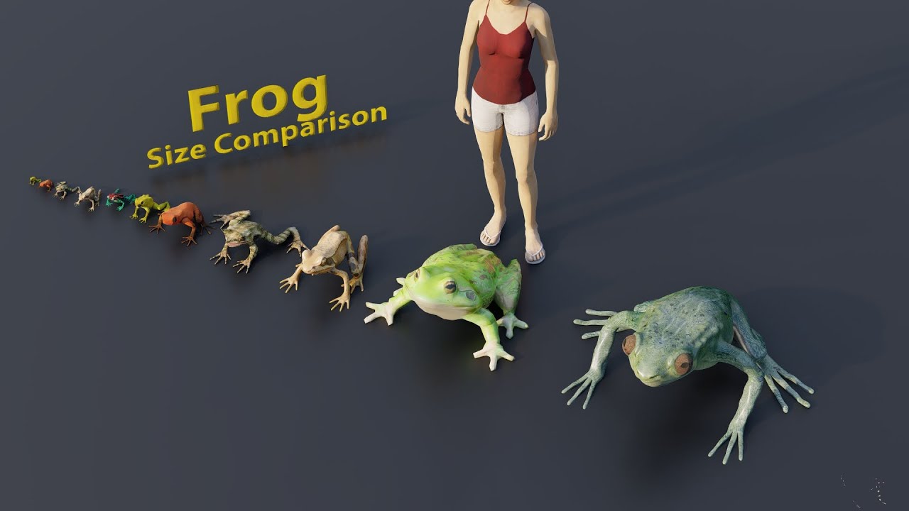 From small to big |  Frog size comparison | 3D Animation 