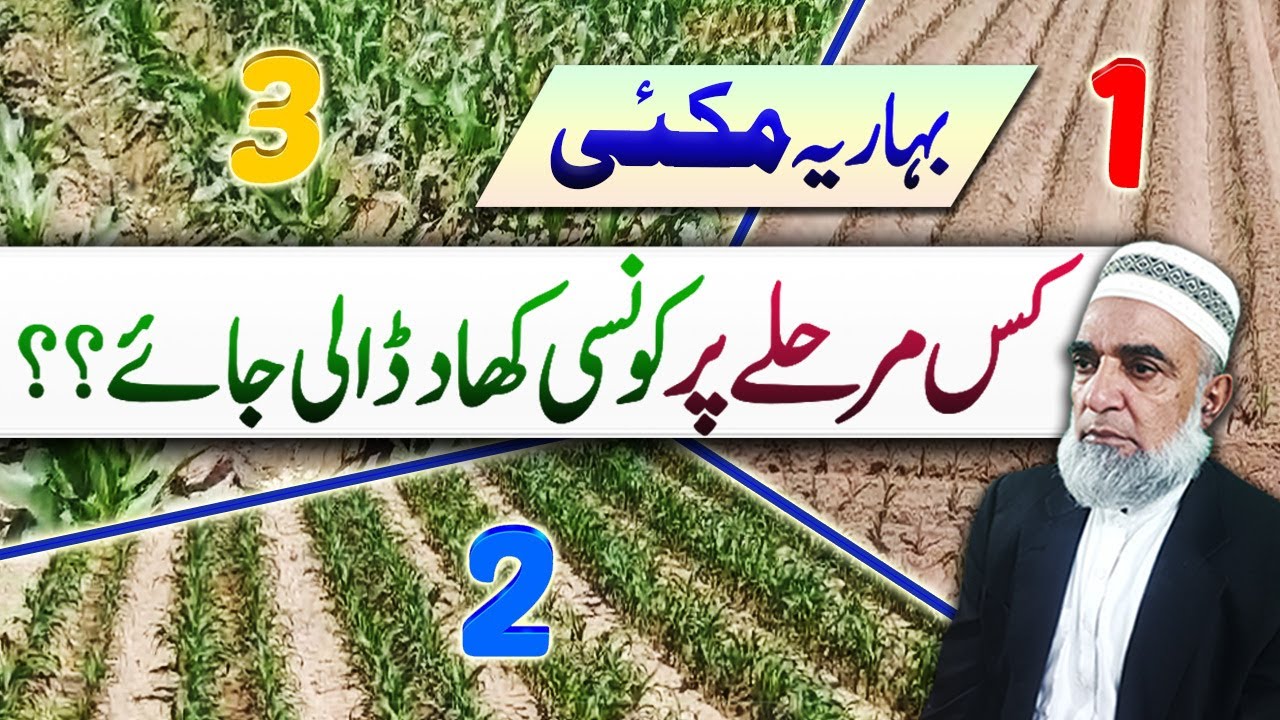 Fertilizer plan for different stages of Spring Maize crop || Crop Reformer
