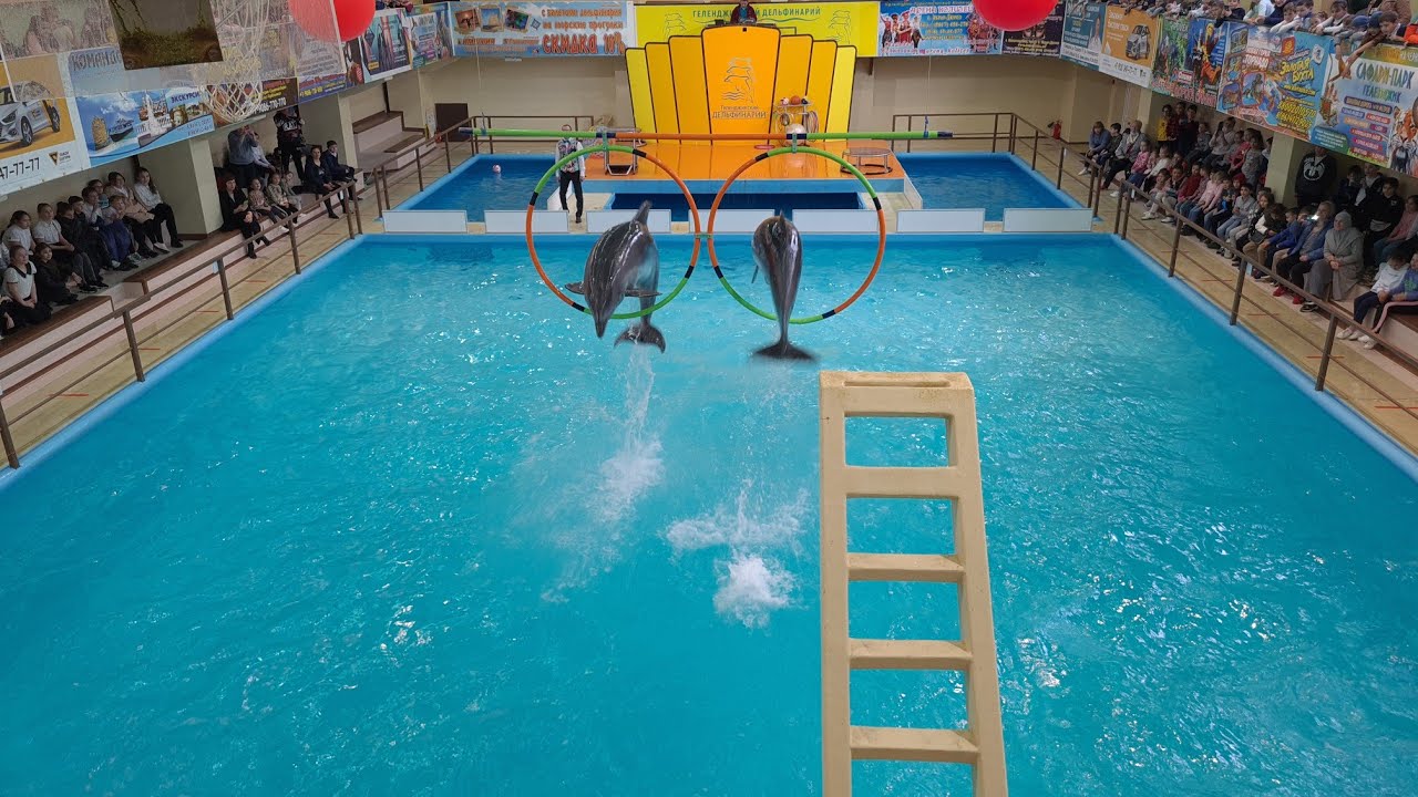 Дельфинарий в Геленджике,🐬атмосферное видео.