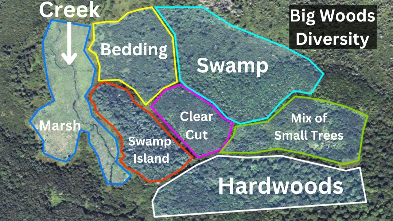 Big Woods Deer Hunting - Find Diversity, Find Deer
