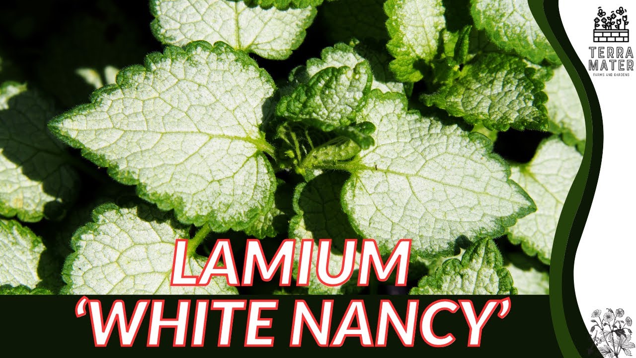 🌿 WHITE NANCY LAMIUM - A Must-Watch Marvel for Your Garden (Lamium Maculatum)