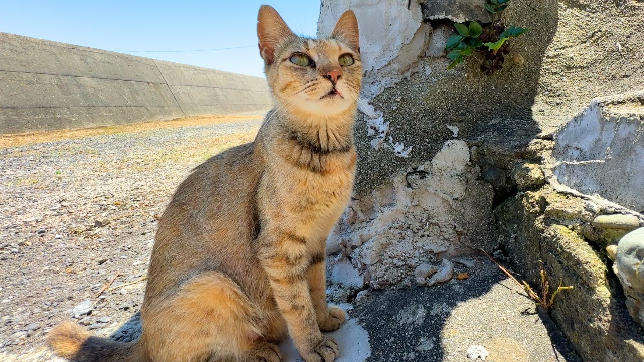Cat island in Japan.🐈🐈  Day trip to meet cats on a small island in western Japan.