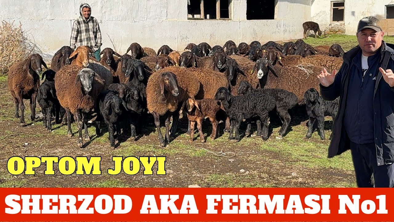 SHERZOD AKA ONA BOLA XISORI QO'YLARI OPTOM NARXDA MASHAOLLOH BONUSGA BUQA BOR