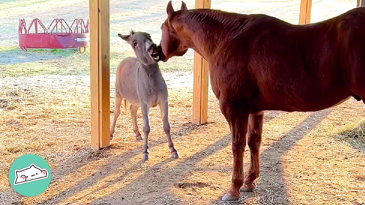 Naughty Donkey Riles Up His Horse Brother For Fun | Cuddle Buddies