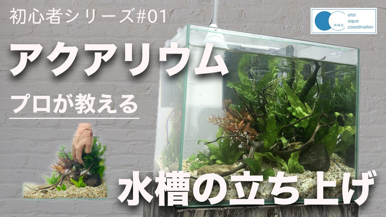 【アクアリウム　初心者シリーズ#01】水槽の立ち上げ方法教えます。