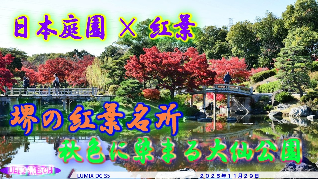 【4K】大仙公園 日本庭園の紅葉 2025 | 映波橋を彩る絶景の逆さ紅葉【2025年11月29日】