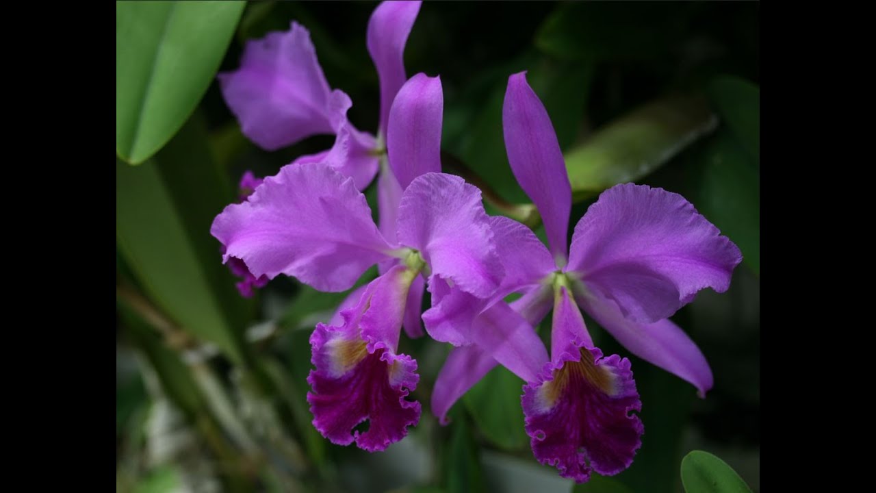 Cattleya labiata
