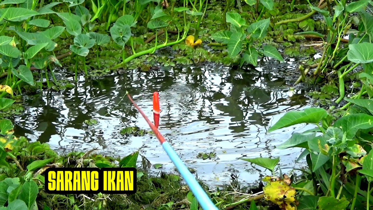 Pemancing Geleng Kepala Saat Umpan Jatuh Jadi Tersangka Sekawanan Penghuni Sungai