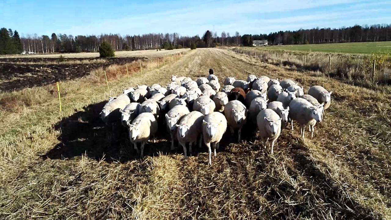 Lapinporokoira Bindi paimentaa